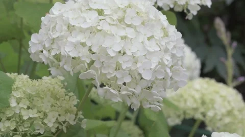 White hydrangea blossom in garden. close up footage Stock Footage 245112909