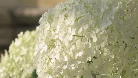 White hydrangea blossom in garden. close up footage Stock Footage 245453649