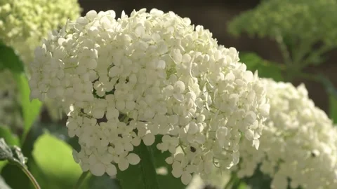 White hydrangea blossom in garden. close up footage Stock Footage 245457782