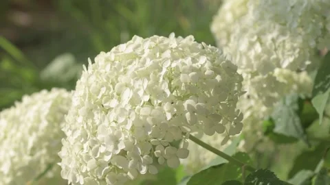 White hydrangea blossom in garden. close up footage Stock Footage 245460158