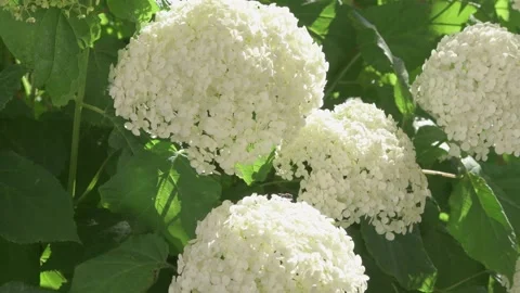 White hydrangea blossom in garden. close up footage Stock Footage 245754003