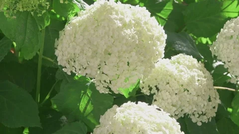 White hydrangea blossom in garden. close up footage Stock Footage 245754442