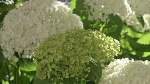 White hydrangea blossom in garden. close up footage Stock Footage 245765683