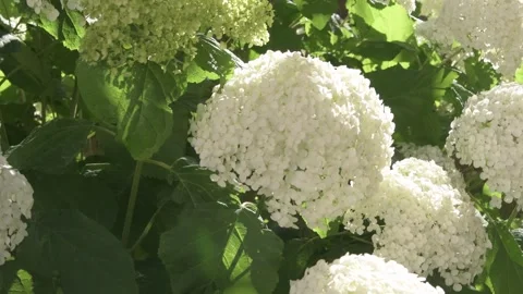 White hydrangea blossom in garden. close up footage Stock Footage 245765813