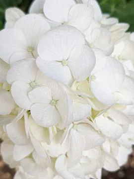 White hydrangea blossom Stock Photos