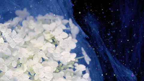 White hydrangea blossoms with drifting translucent veil Stock Footage 336912759
