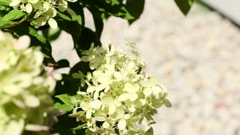 White Hydrangea Blossoms with Small Bee in Sunlight Close Up 스톡 동영상 344017661