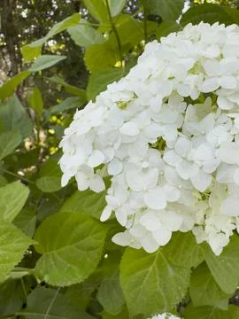 White Hydrangea Blossoms in Sunlight Stock-Fotos