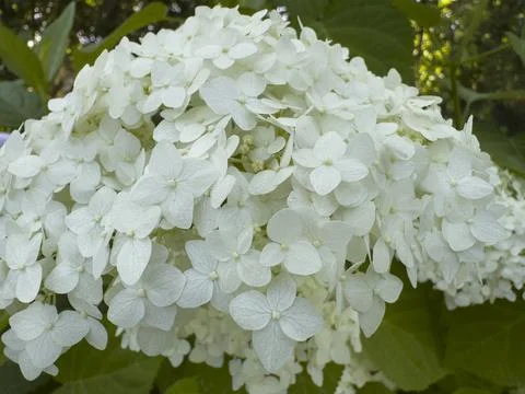 White Hydrangea Blossoms in Sunlight Stock Photos