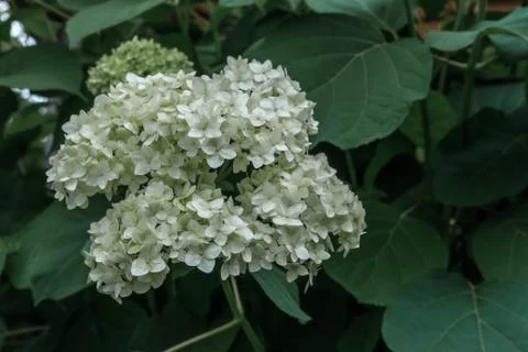 White hydrangea bud. Stock Photos