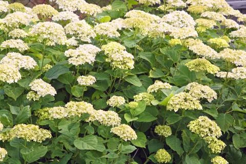 White hydrangea bush in bloom Stock Photos