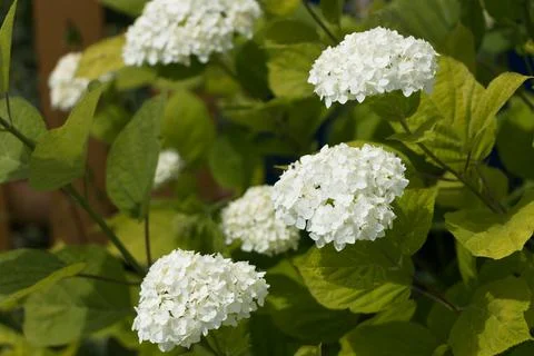 White hydrangea bush, green leaves, natural background Foto stock