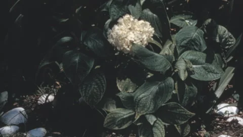 White Hydrangea Bush In New York City Garden 1960s 스톡 동영상 339803737
