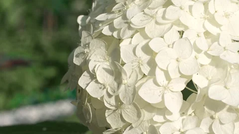 White hydrangea close-up in summer Stock Footage 318463504