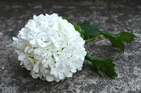White hydrangea closeup Stock Photos