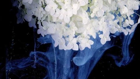 White hydrangea cluster above blue ink ribbons Stock Footage 336912299