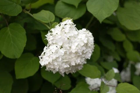 White hydrangea cluster blooming in a green garden with lush foliage and deli Stock Photos
