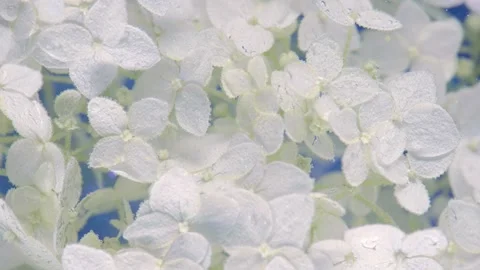 White hydrangea cluster in soft diffuse light with dewdrop detail Stock Footage 336912760