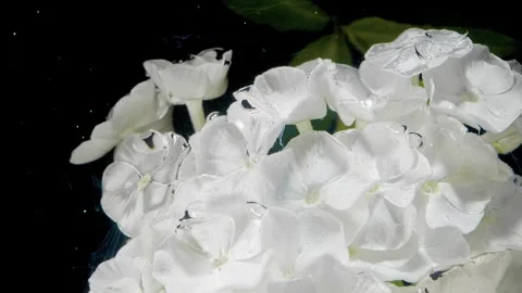 White hydrangea cluster with water droplets against deep black background, soft  Stock-Footage 339952119