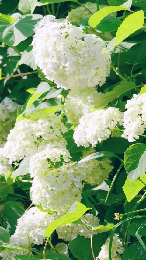 White hydrangea clusters cascading through sunlit green shrub in tight portrait  Stock Footage 341662189