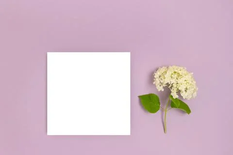 White hydrangea flower and blank square paper card mockup. Stock Photos