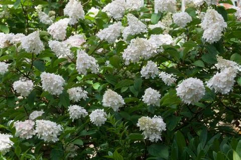 White hydrangea flower background with lush green foliage in summer Stock Photos