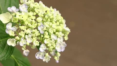 White Hydrangea Flower Blooming Against Warm Brown Background Видео 335809026
