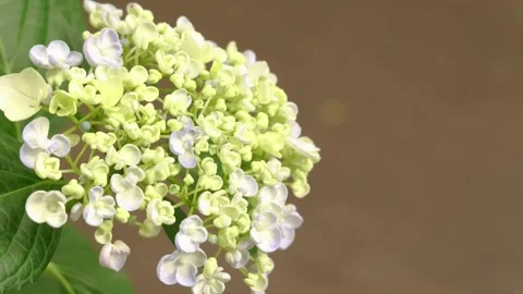 White Hydrangea Flower Blooming Against Warm Brown Background Видео 335809028