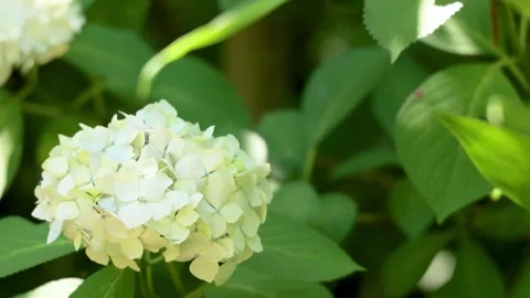 White hydrangea flower blooming among green leaves 動画素材 336176546