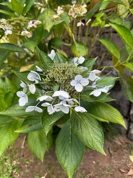White hydrangea flower blooming Stock Photos