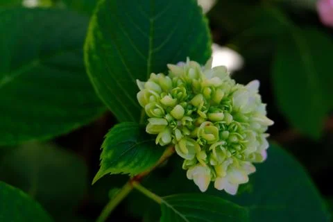 White Hydrangea flower bud Stock Photos