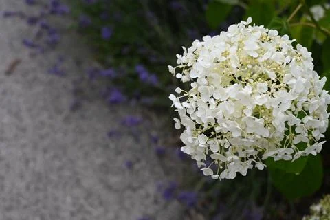 White Hydrangea Flower Close-Up with Copy Space 写真素材