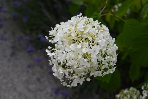 White Hydrangea Flower Close-Up with Copy Space Fotos de archivo