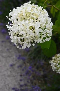 White Hydrangea Flower Close-Up with Copy Space Fotos Stock