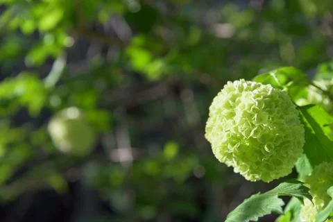 White hydrangea flower closeup Fotos de archivo