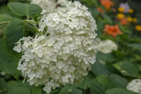 White Hydrangea Flower Cluster Blooming in Summer Garden Stock Photos
