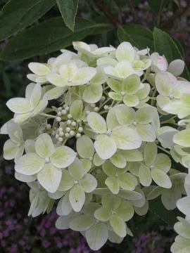 White hydrangea flower cluster close up Stock Photos