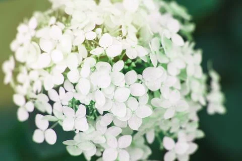 White hydrangea flower with copy space on a green leaves background in the ga 스톡 사진