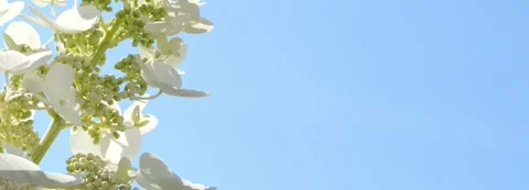 White hydrangea flower at the edge of blue sky Stock Footage 277346685