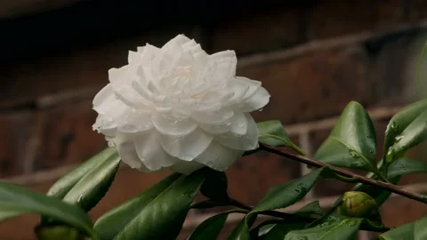 White hydrangea flower Stock Footage 167372805