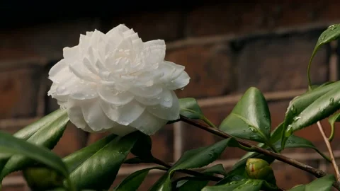 White hydrangea flower Video stock 167372812