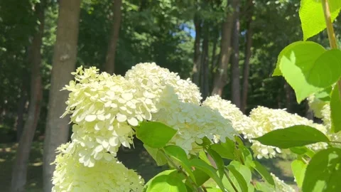 White hydrangea flower Stock Footage 248034199
