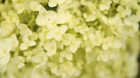 White hydrangea flower at the garden in Japan rainy day, closeup Stock Footage 278087768