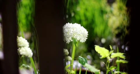 White hydrangea flower glowing in sunlight seen through the gap between dark Video stock 339903280