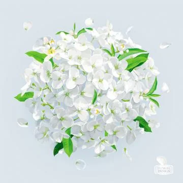 White Hydrangea flower  with leaves vector drawing Stock Illustration