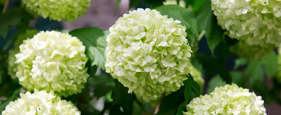 White hydrangea flower. Stock Photos