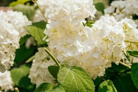 White hydrangea flower Stock Photos