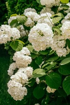 White hydrangea flower Stock Photos