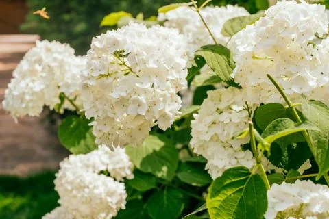 White hydrangea flower Stock Photos