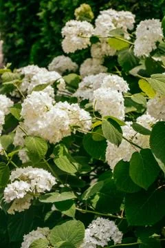 White hydrangea flower Stock Photos